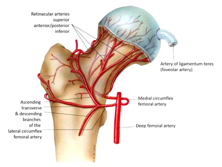 Femoral Intramedullary Nailing - How To Choose The Best Insertion Point?