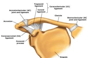 Diagnosis and Treatment of Clavicle Fractures