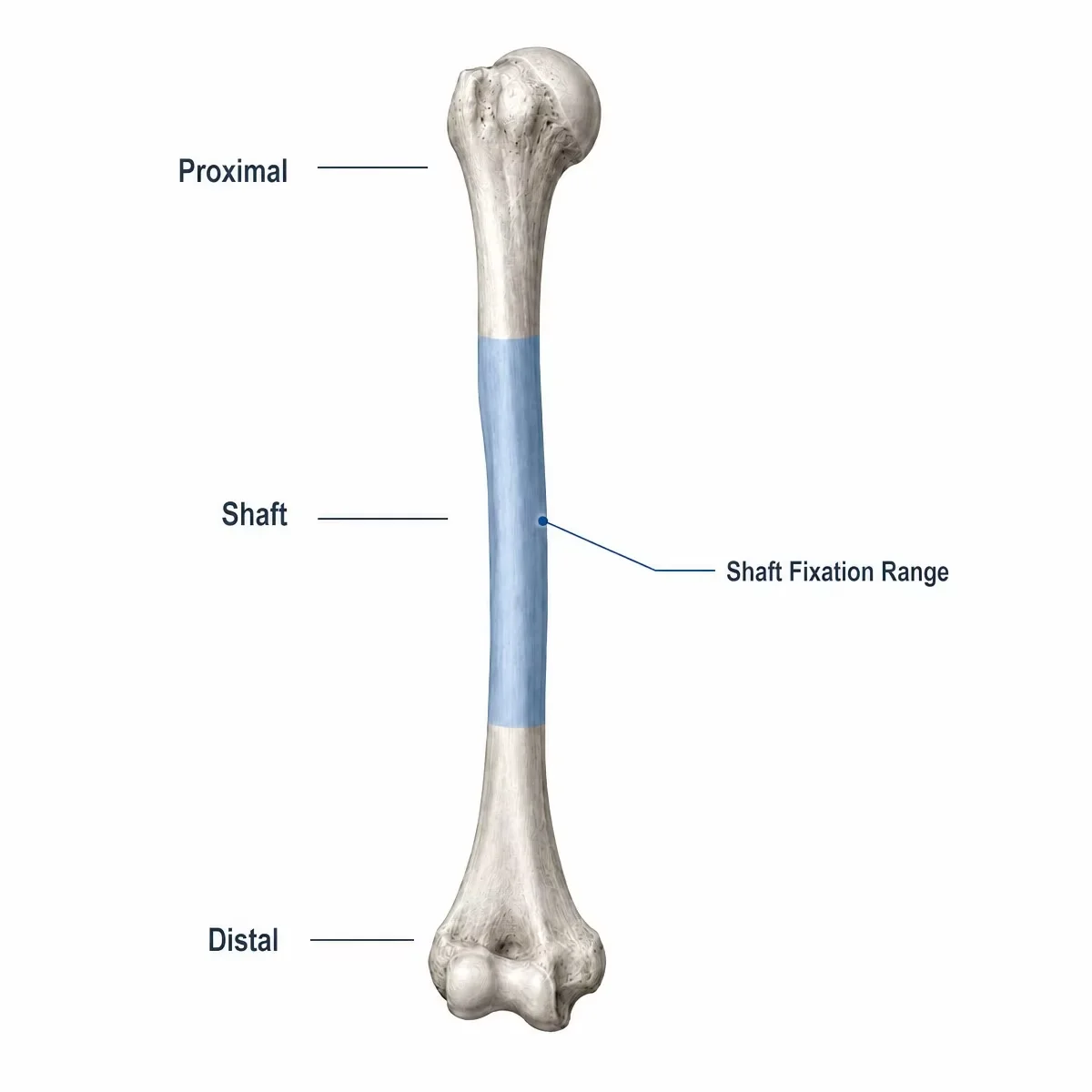 Anatomical overview of the humeral shaft