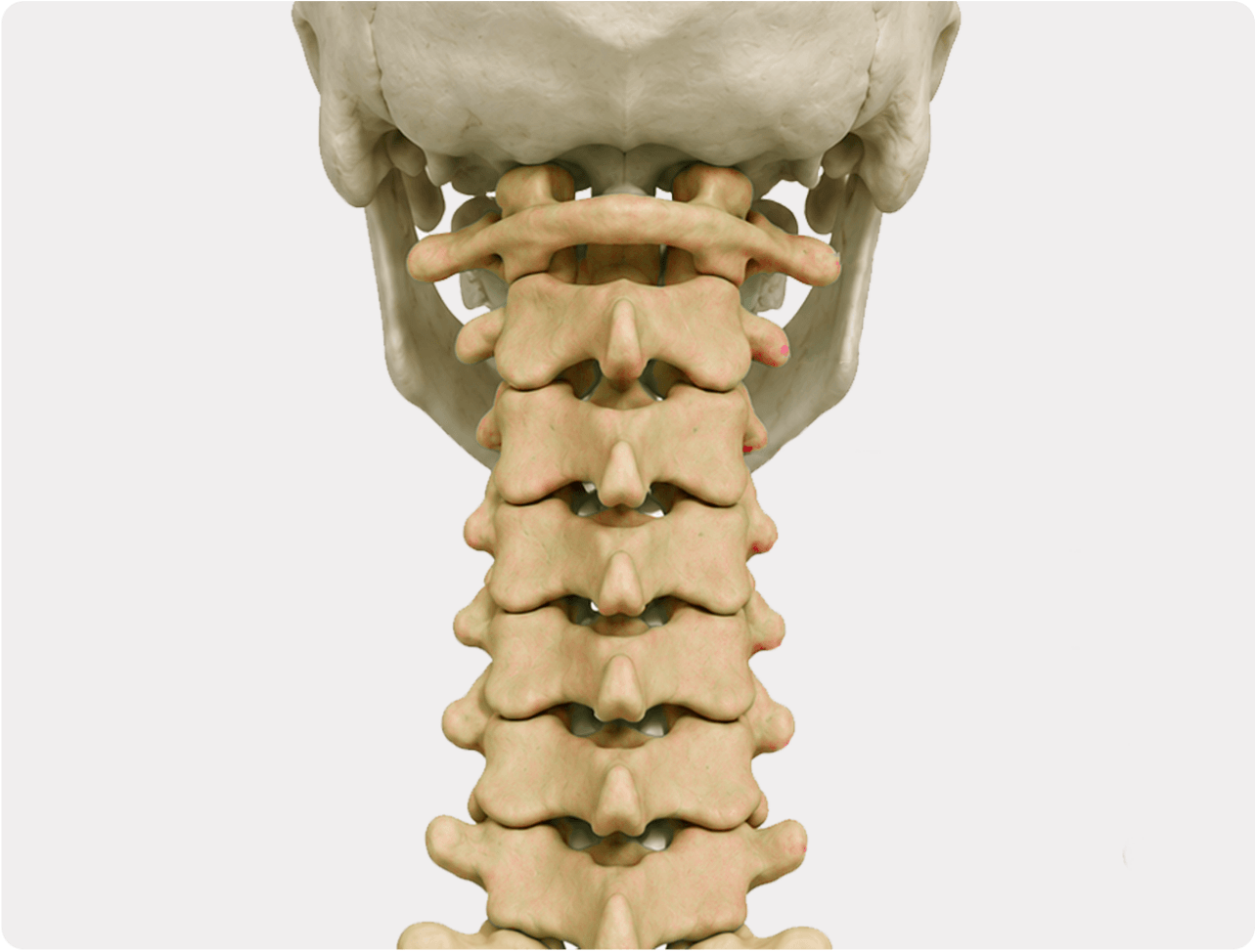 C1 to C7 cervical spine anatomy