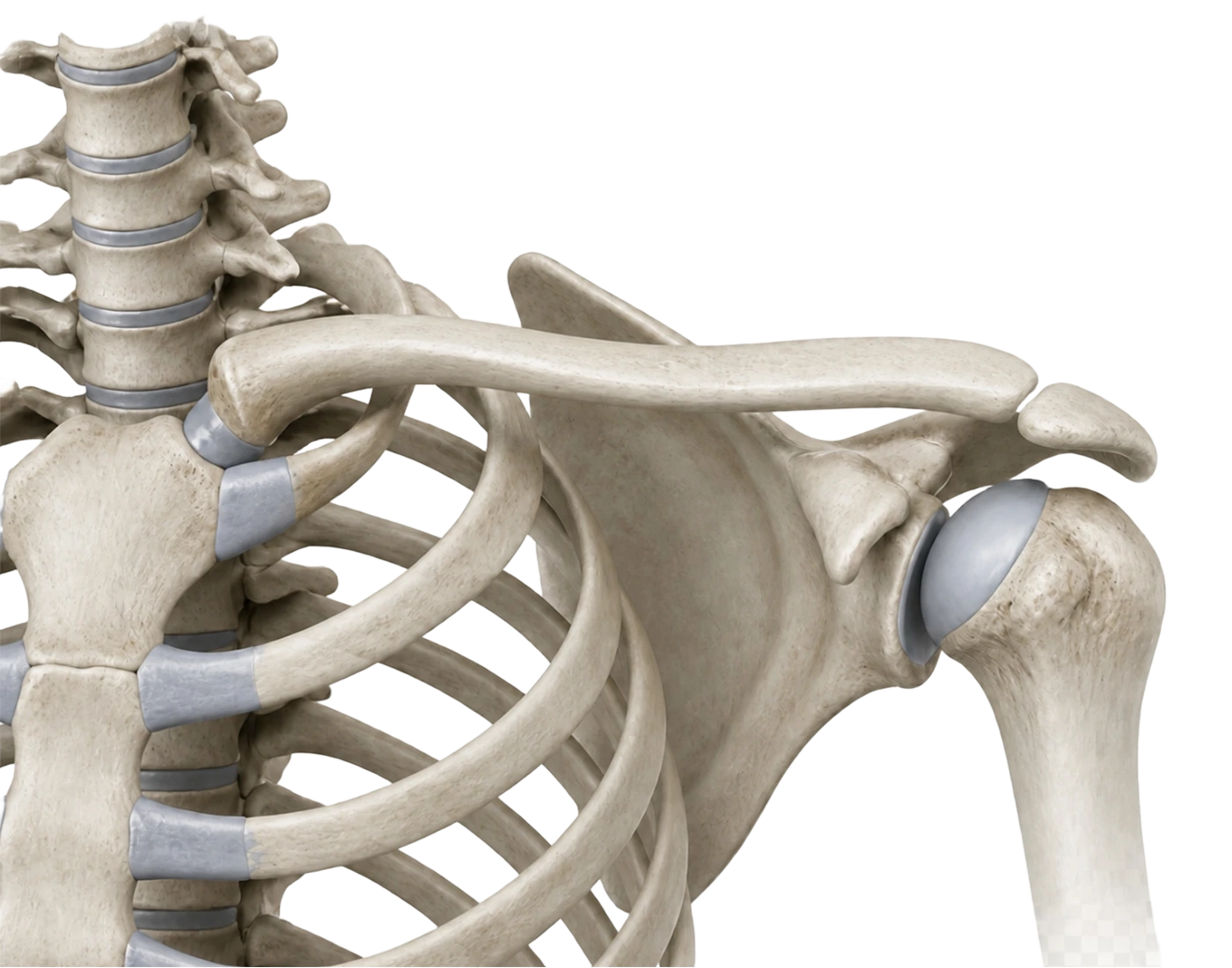 Clavicle anatomy with representative plate positions