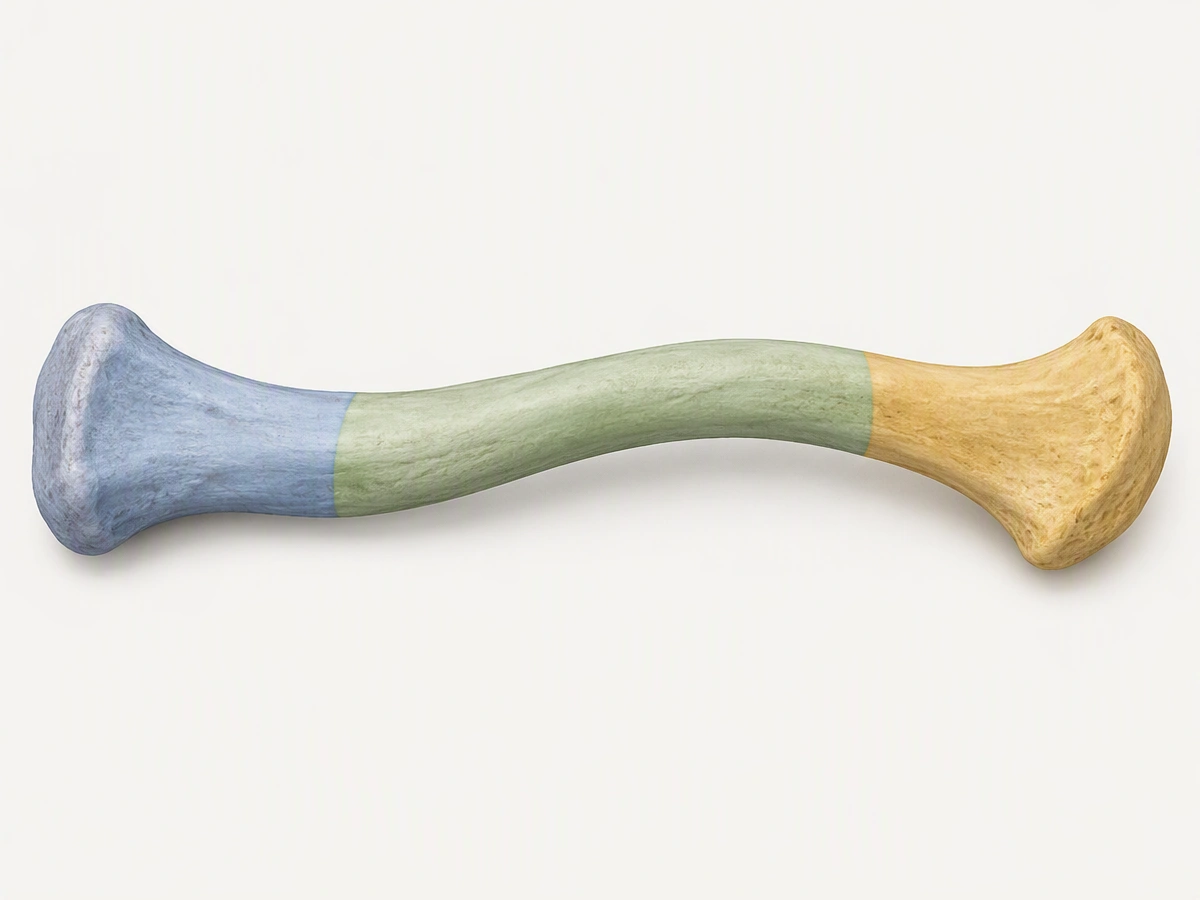 Medial, midshaft and distal clavicle regions