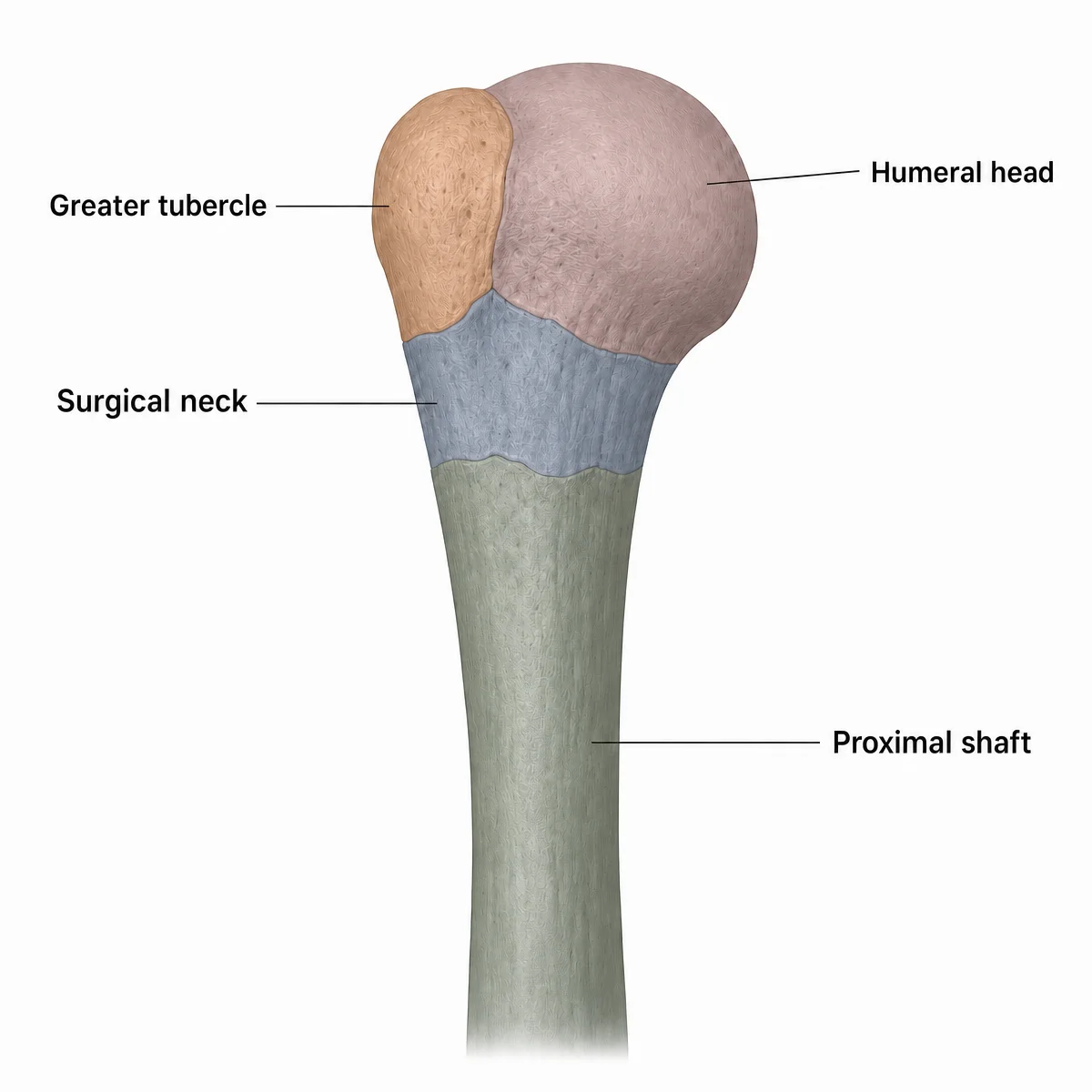 Proximal humerus anatomy and fixation regions