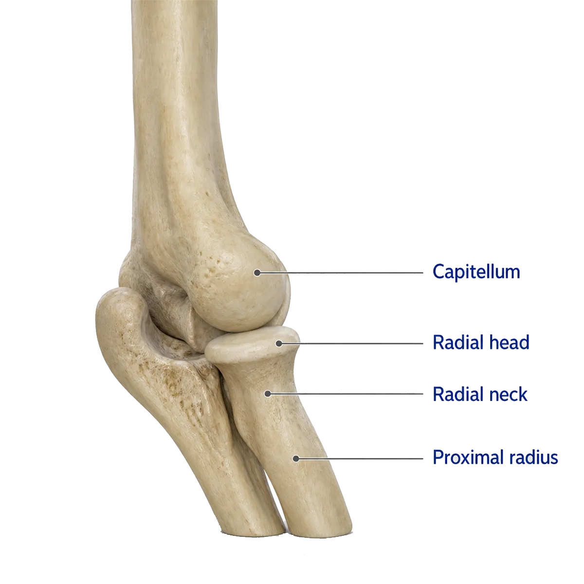 Anatomical overview of the radial head and proximal radius