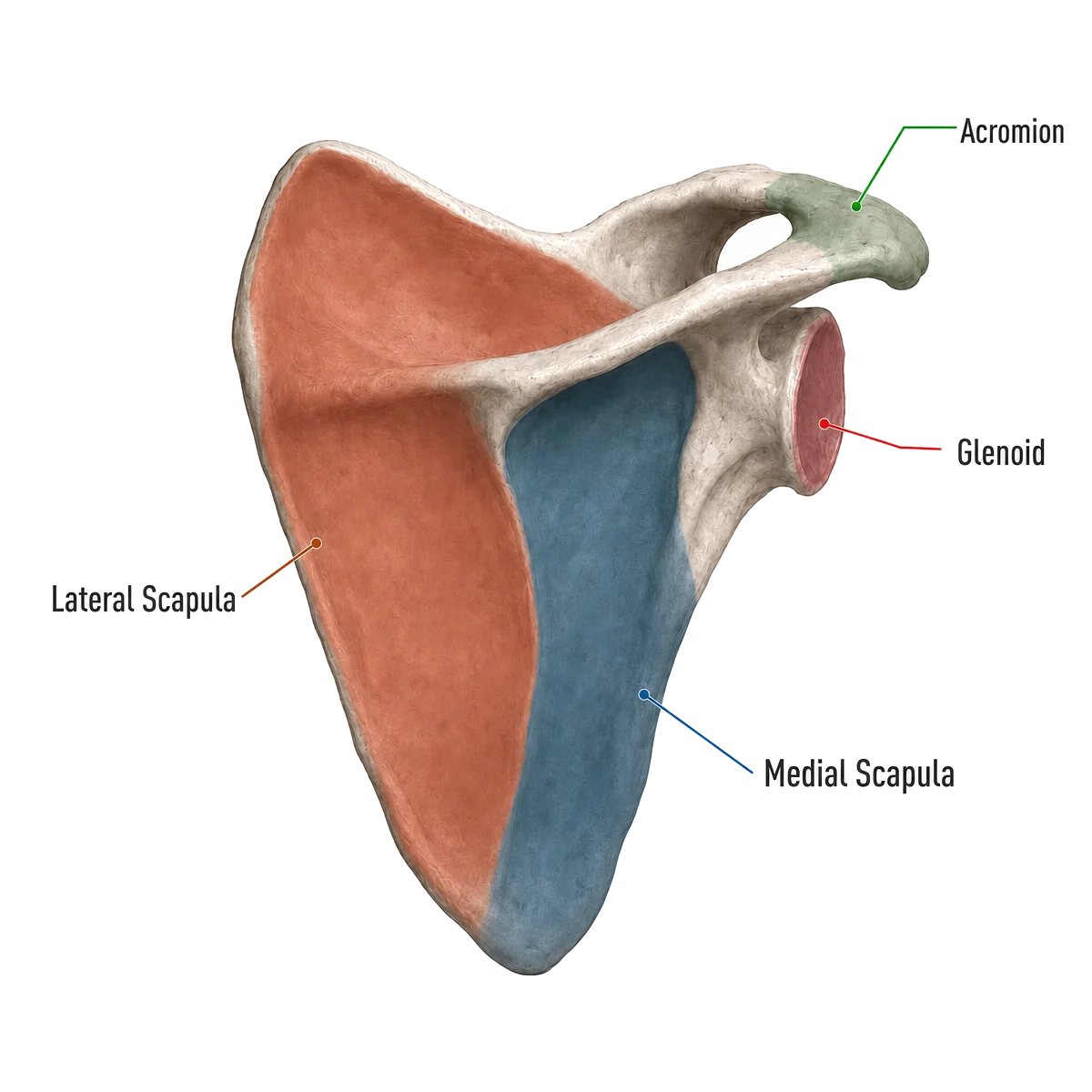 Scapula anatomy showing lateral medial acromion and glenoid regions