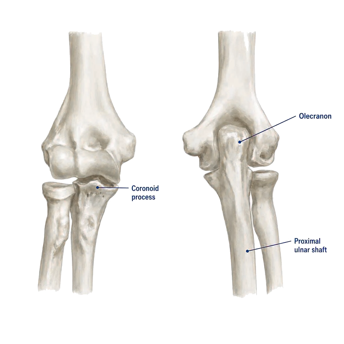 Fijerena anatomika momba ny olecranon sy ny ulna proximal