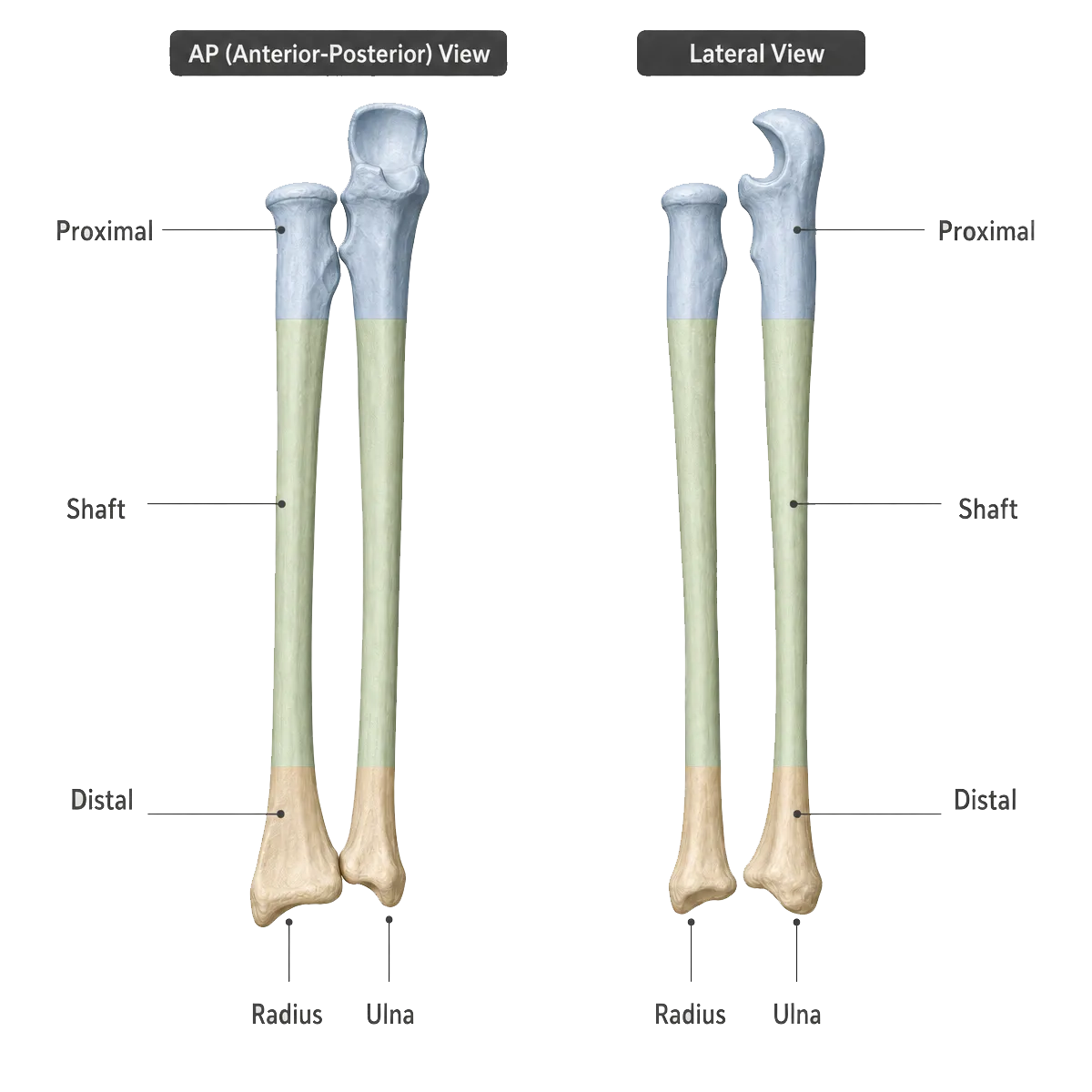 Forearm anatomy showing radius, ulna and shaft regions